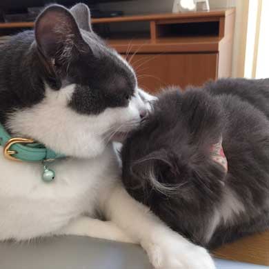 猫 お兄ちゃん 大きくなった 子猫 成長 記録