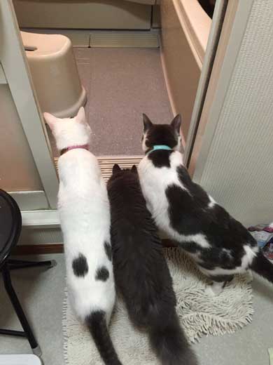 猫 お兄ちゃん 大きくなった 子猫 成長 記録