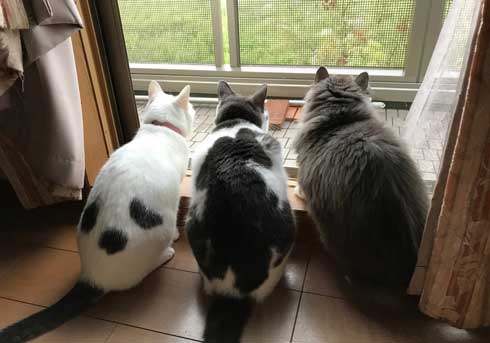 猫 お兄ちゃん 大きくなった 子猫 成長 記録