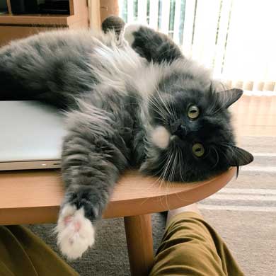 猫 お兄ちゃん 大きくなった 子猫 成長 記録