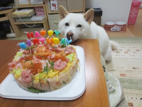 白柴『きなこ』のお気楽ブログ