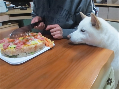 白柴『きなこ』のお気楽ブログ