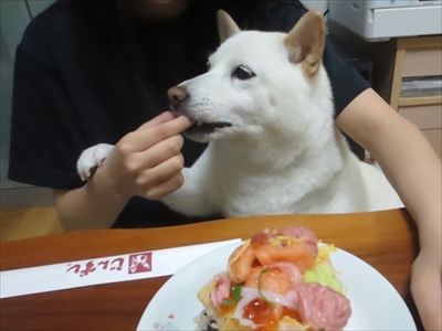 白柴『きなこ』のお気楽ブログ