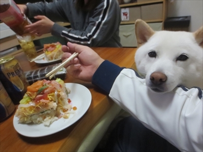 白柴『きなこ』のお気楽ブログ