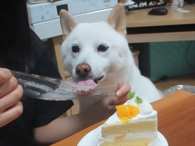 白柴『きなこ』のお気楽ブログ