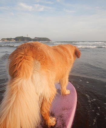 こー君　サーフィン