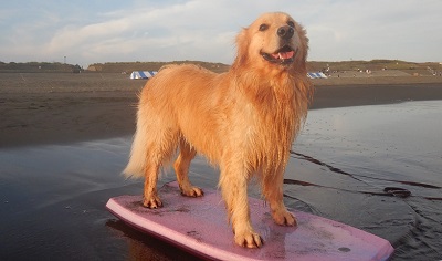 こー君　サーフィン