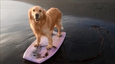こー君　サーフィン