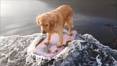 こー君　サーフィン