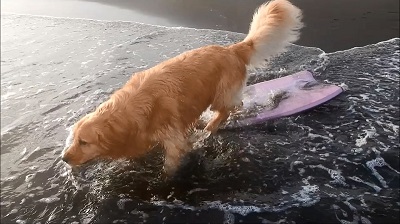 こー君　サーフィン