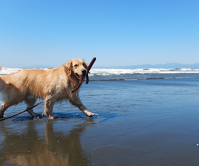 こー君　サーフィン