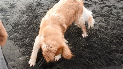 こー君　サーフィン