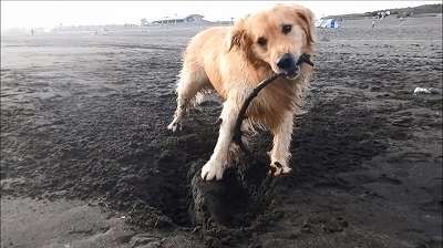 こー君　サーフィン