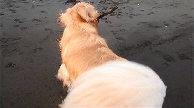 こー君　サーフィン