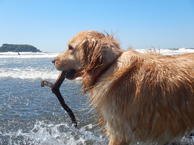こー君　サーフィン