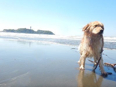 こー君　サーフィン