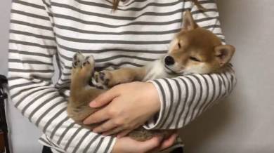 りんご郎君