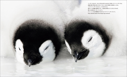 ペンギン図鑑