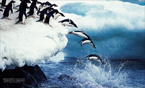 ペンギン図鑑