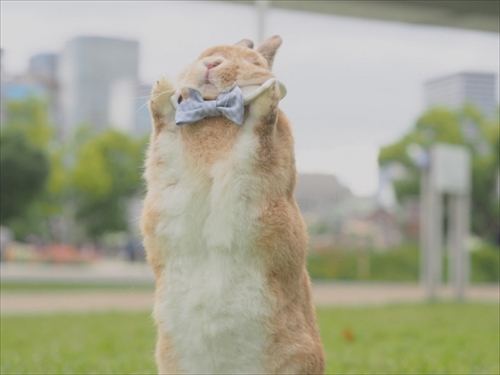 クッキーとかんぺい