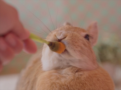 クッキーとかんぺい