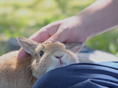 クッキーとかんぺい