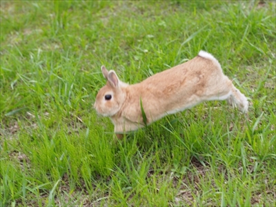 クッキーとかんぺい