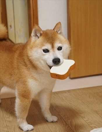 豆柴こむぎの部屋