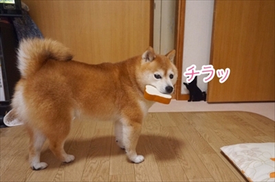 豆柴こむぎの部屋