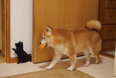 豆柴こむぎの部屋