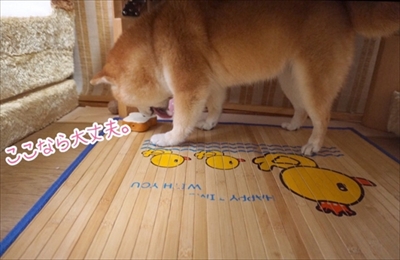 豆柴こむぎの部屋