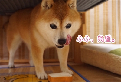 豆柴こむぎの部屋