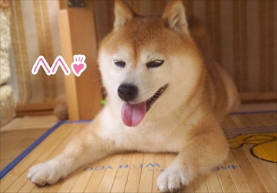 豆柴こむぎの部屋