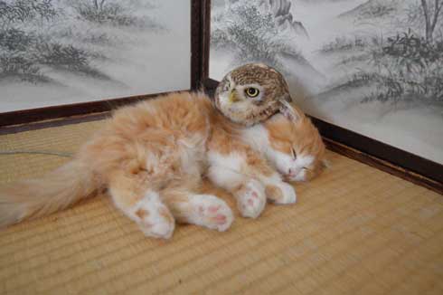猫 フクロウ モフり 三世代 猫カフェ フクロウコーヒー