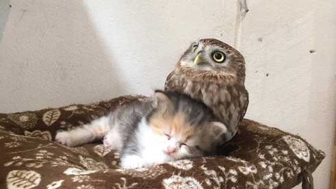 猫 フクロウ モフり 三世代 猫カフェ フクロウコーヒー