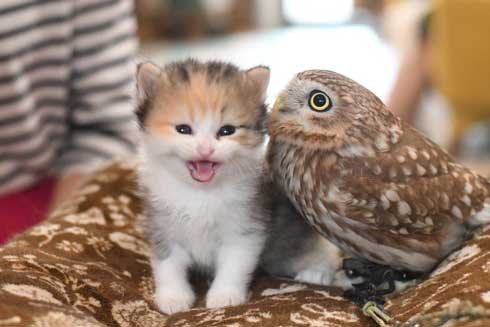 猫 フクロウ モフり 三世代 猫カフェ フクロウコーヒー