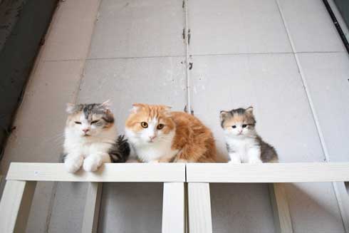 猫 フクロウ モフり 三世代 猫カフェ フクロウコーヒー