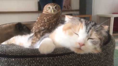 猫 フクロウ モフり 三世代 猫カフェ フクロウコーヒー