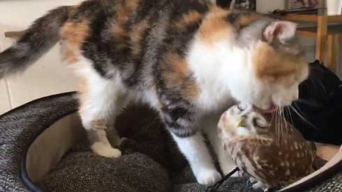 猫 フクロウ モフり 三世代 猫カフェ フクロウコーヒー