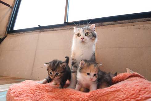 猫 フクロウ モフり 三世代 猫カフェ フクロウコーヒー