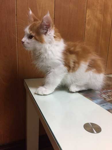 立派になった メインクーン 猫 大きい デカ 成長 子猫