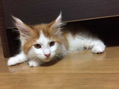 立派になった メインクーン 猫 大きい デカ 成長 子猫