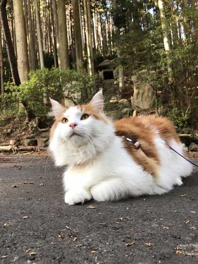 立派になった メインクーン 猫 大きい デカ 成長 子猫