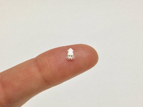 フジイカクホ ミニチュア イカ