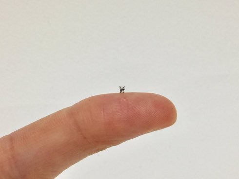 フジイカクホ ミニチュア パンダ
