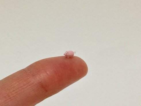 フジイカクホ ミニチュア ブタ