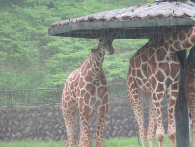 広島市安佐動物公園
