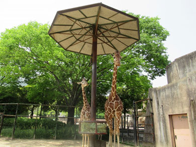 広島市安佐動物公園