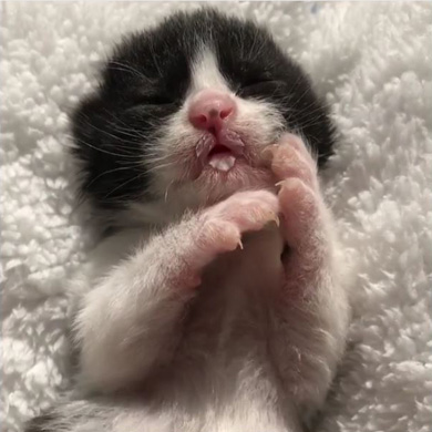 Cheltenham Cat Rescue