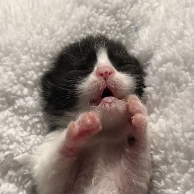 Cheltenham Cat Rescue